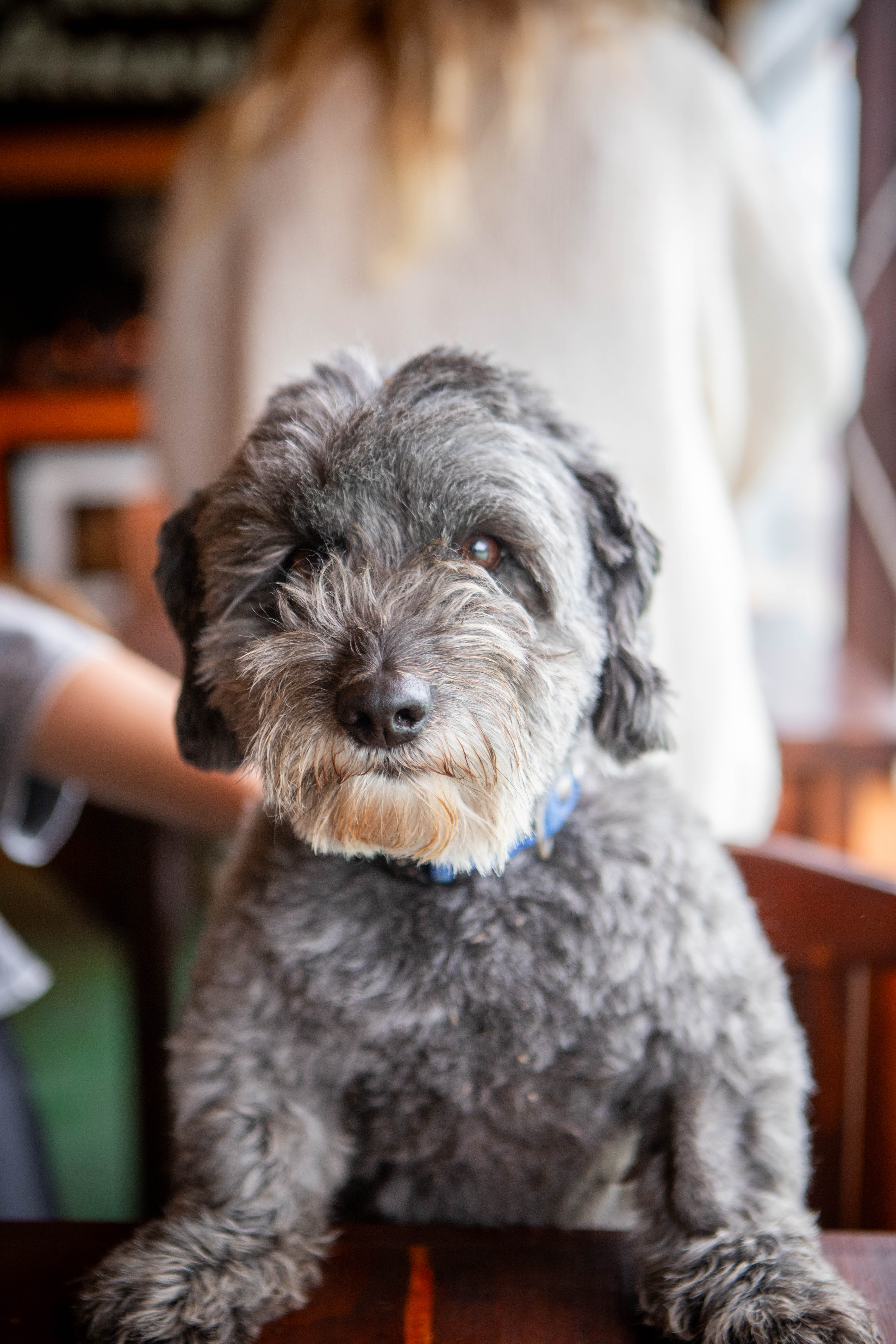 Milo, la mascota de Puerto Mulata